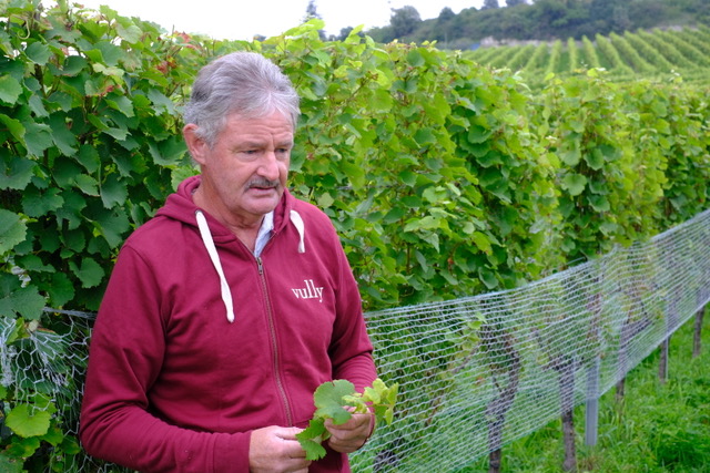 Du cep à la bouteille, itinéraire raisonné du vin