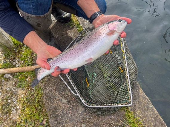 À Neirivue, la truite a la pêche