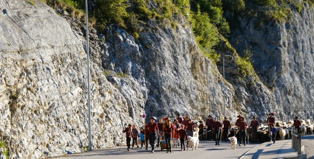 Schafscheid in Jaun, eine lockige Herbsttradition 