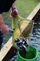 Pisciculture du Gottéron