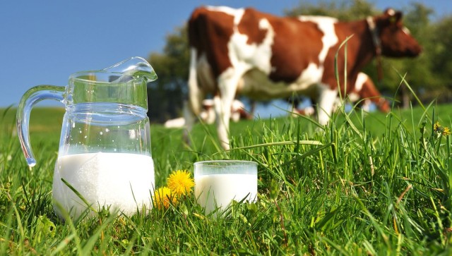 La filière du lait : l’or blanc sort de l’ombre