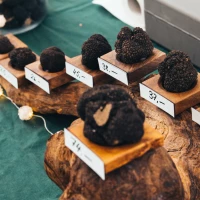 Marché aux truffes