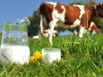 Milchbranche: Das weisse Gold tritt aus seinem Schatten