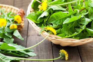 Salade de dents-de-lion