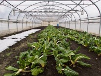 Les légumes d’hiver À Bellechasse