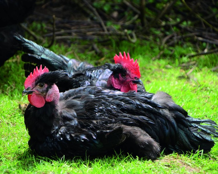 Poulets de la Gruyère